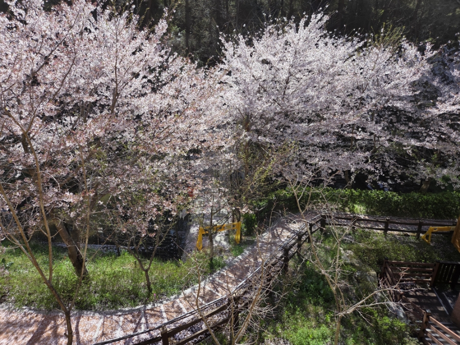 붙임. (벚꽃사진)객실동 주변 데크 및 산책로 일대 6.jpg