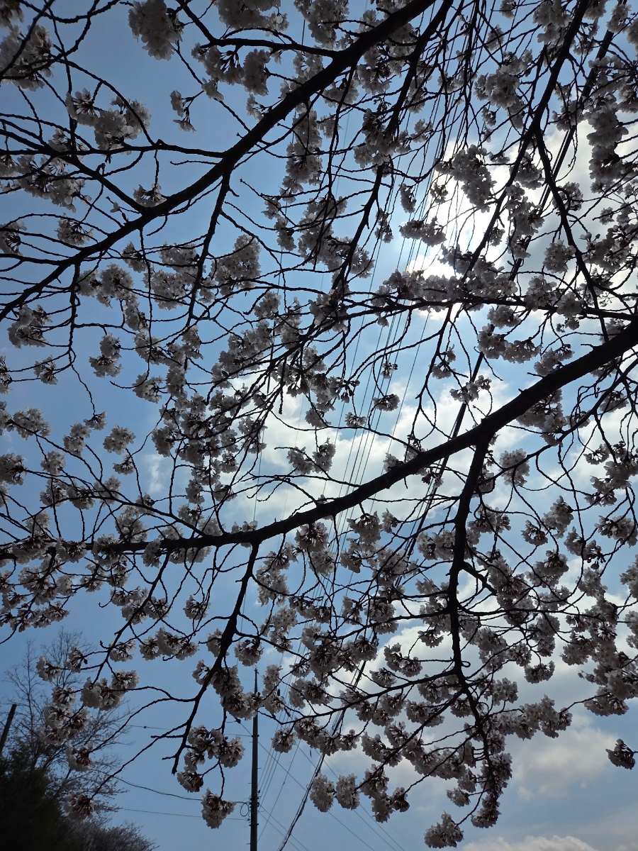 붙임. 2026.3.31.(화) 한수제 주변 벚꽃 사진 5.jpg