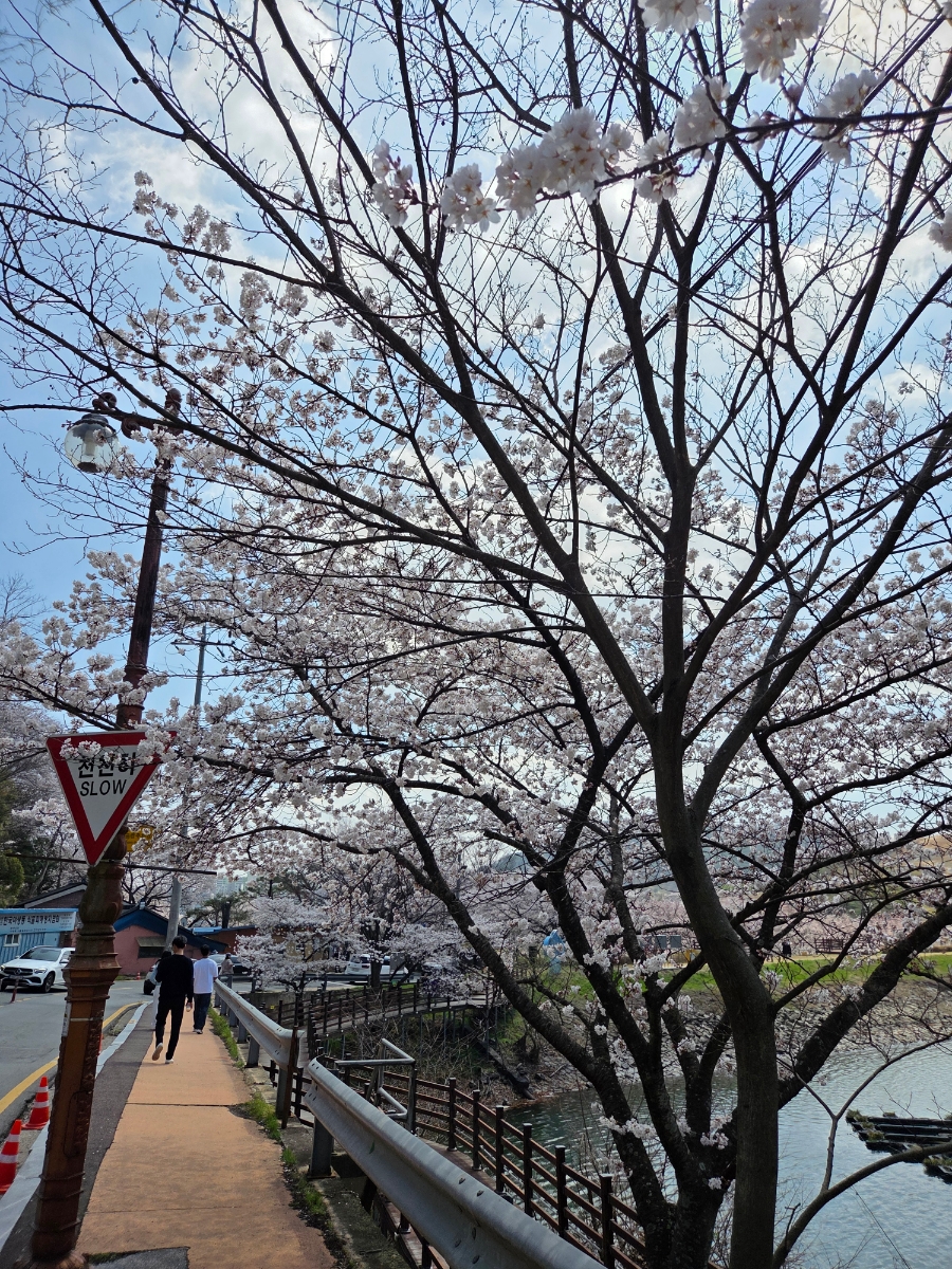 붙임. 2026.3.31.(화) 한수제 주변 벚꽃 사진 4.jpg