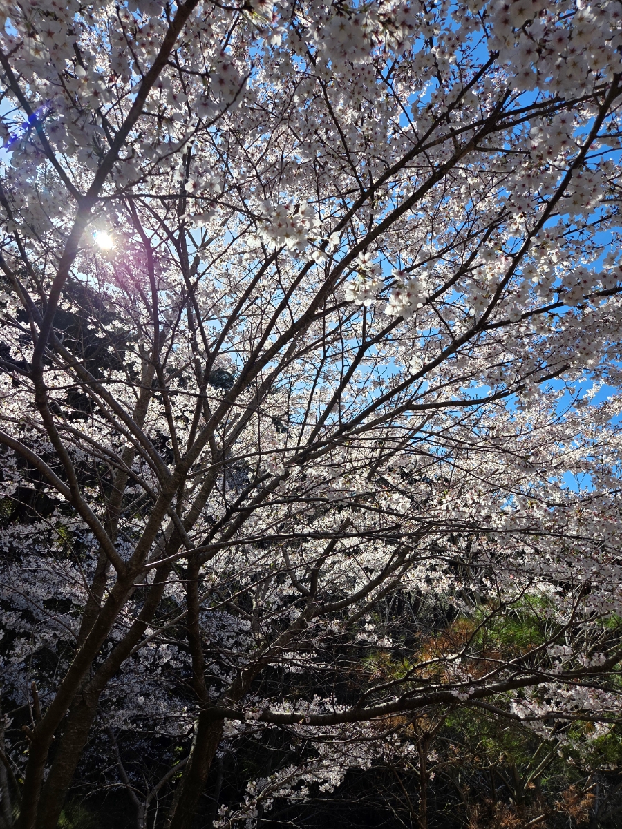 붙임. (벚꽃사진)객실동 주변 데크 및 산책로 일대 8.jpg