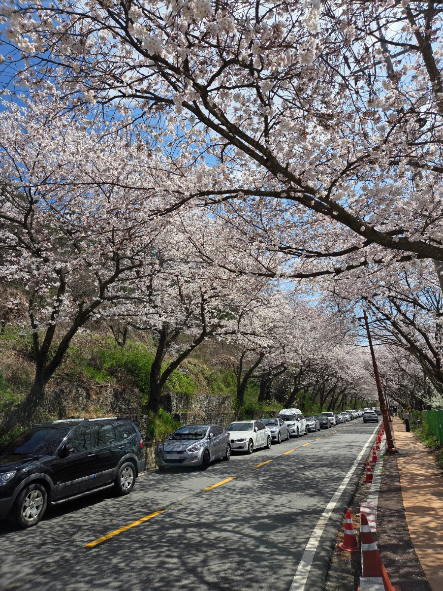 붙임. 2026.3.31.(화) 한수제 주변 벚꽃 사진 1.jpg