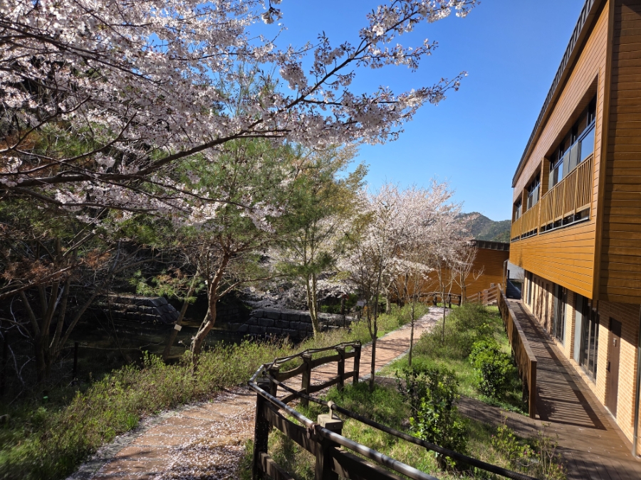 붙임. (벚꽃사진)객실동 주변 데크 및 산책로 일대 2.jpg