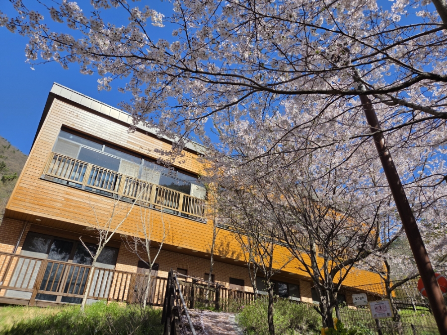 붙임. (벚꽃사진)객실동 주변 데크 및 산책로 일대 10.jpg