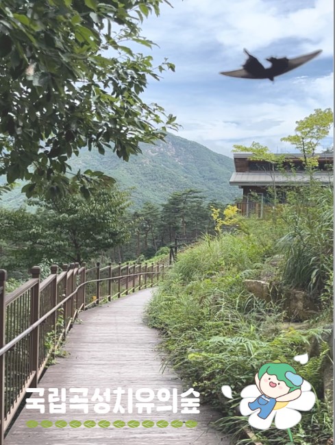 곡성_나비.jpg