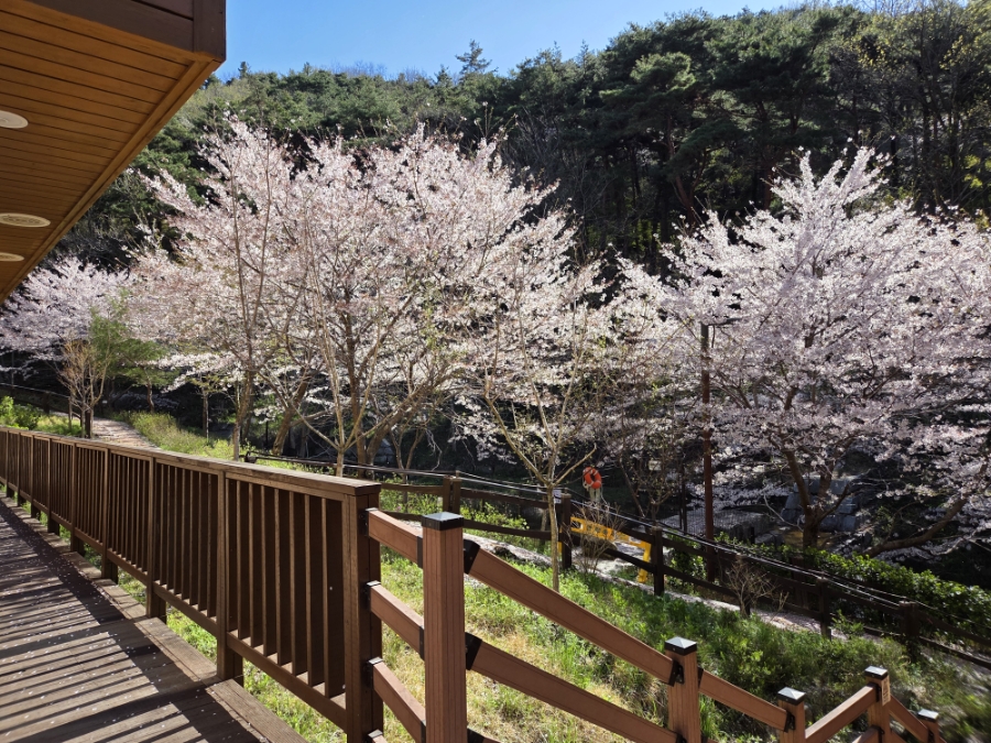 붙임. (벚꽃사진)객실동 주변 데크 및 산책로 일대 1.jpg