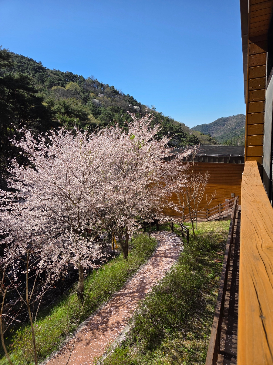 붙임. (벚꽃사진)객실동 주변 데크 및 산책로 일대 3.jpg