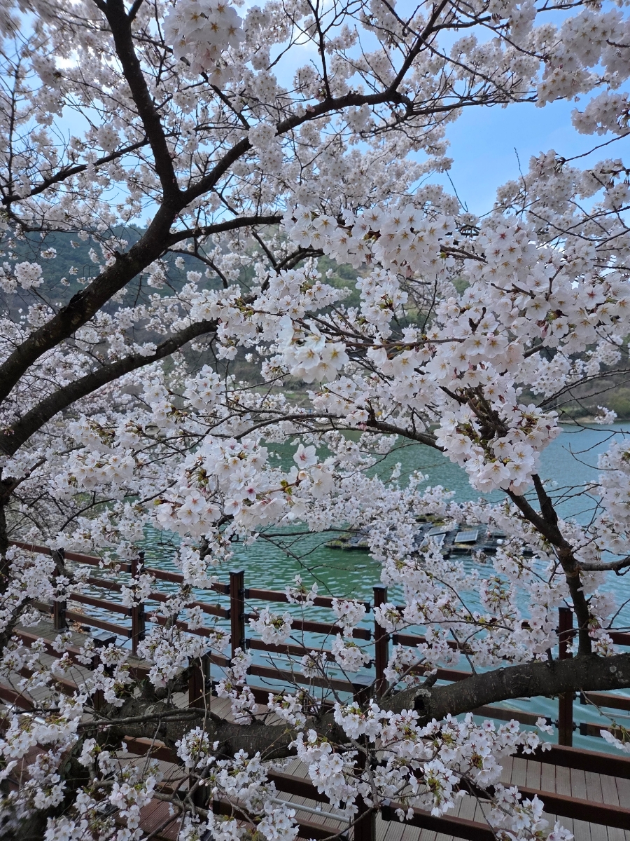 붙임. 2026.3.31.(화) 한수제 주변 벚꽃 사진 7.jpg