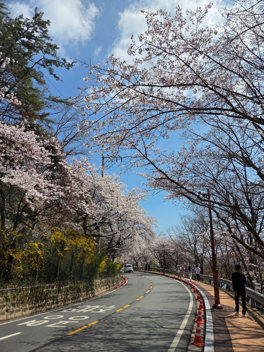 붙임. 2026.3.31.(화) 한수제 주변 벚꽃 사진 3.jpg