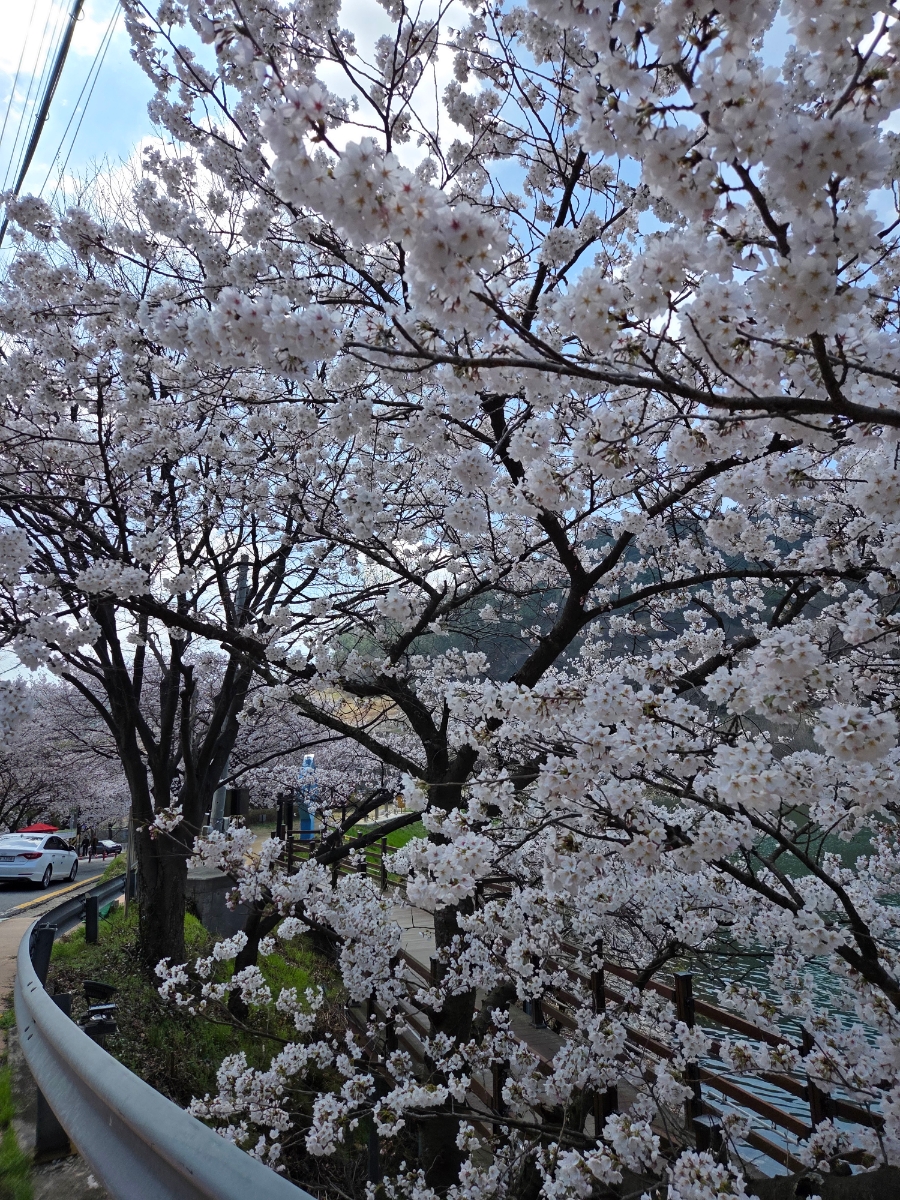 붙임. 2026.3.31.(화) 한수제 주변 벚꽃 사진 6.jpg
