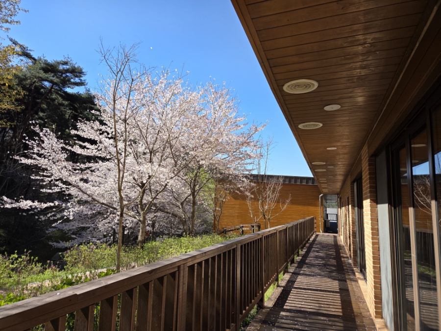 붙임. (벚꽃사진)객실동 주변 데크 및 산책로 일대 4.jpg