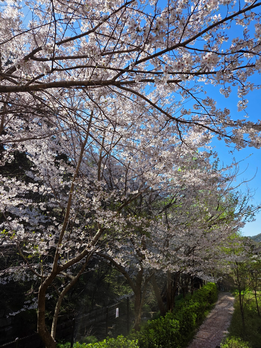 붙임. (벚꽃사진)객실동 주변 데크 및 산책로 일대 9.jpg
