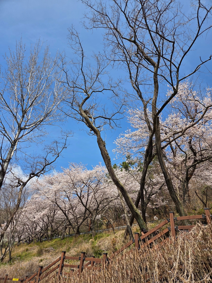 붙임. 2026.3.31.(화) 한수제 주변 벚꽃 사진 10.jpg