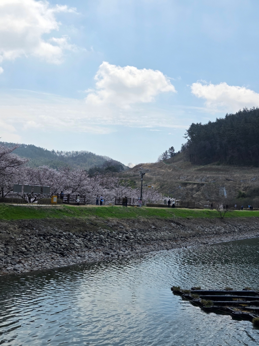붙임. 2026.3.31.(화) 한수제 주변 벚꽃 사진 9.jpg