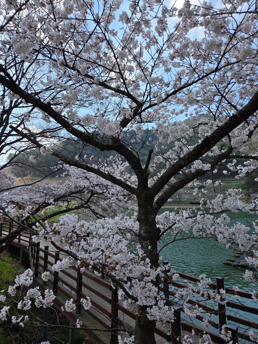 붙임. 2026.3.31.(화) 한수제 주변 벚꽃 사진 8.jpg