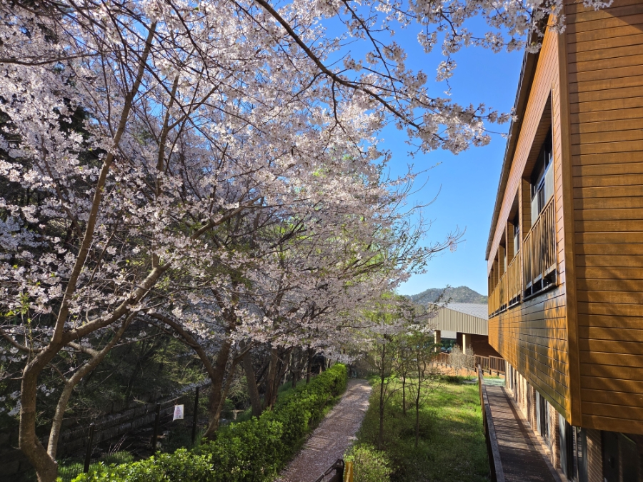 붙임. (벚꽃사진)객실동 주변 데크 및 산책로 일대 7.jpg